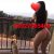 Ankara evi olan escort Selin